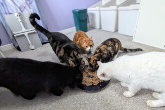 Five Feasting Felines