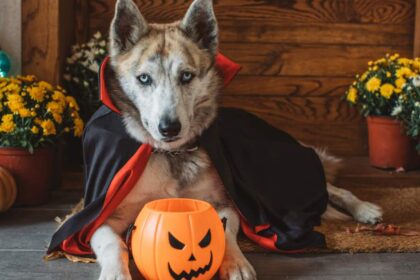 Halloween Pet Safety Tips To Keep Your Dog Out of Danger