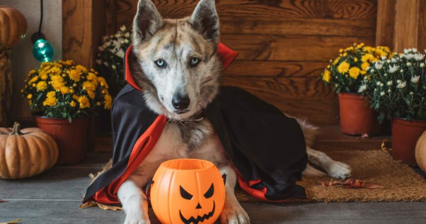 Halloween Pet Safety Tips To Keep Your Dog Out of Danger