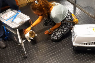 Milly climbing out of airplane carrier