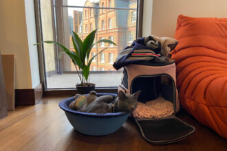 Raphael lying on his cat bed