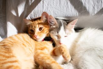 Two cats relaxing next to each other