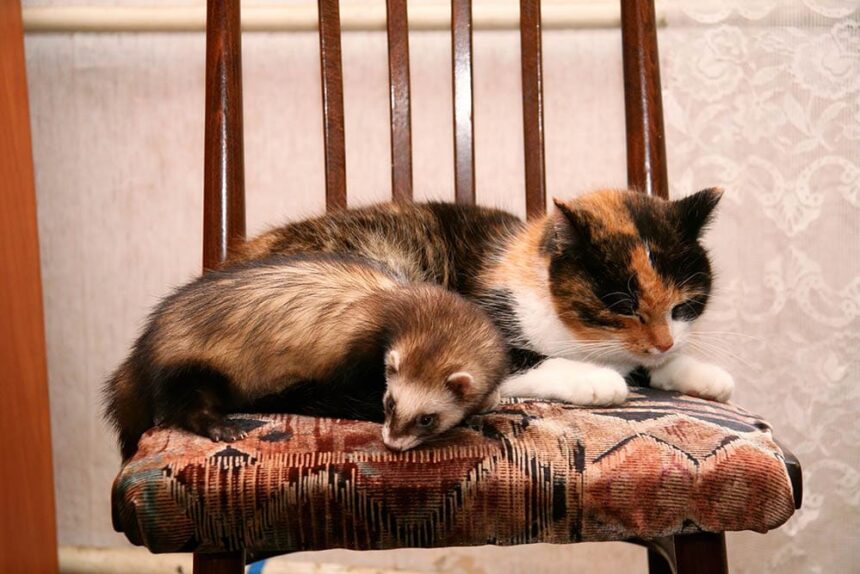 cat and ferret beside each other