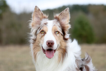 close up of border collie dog with its tongue out