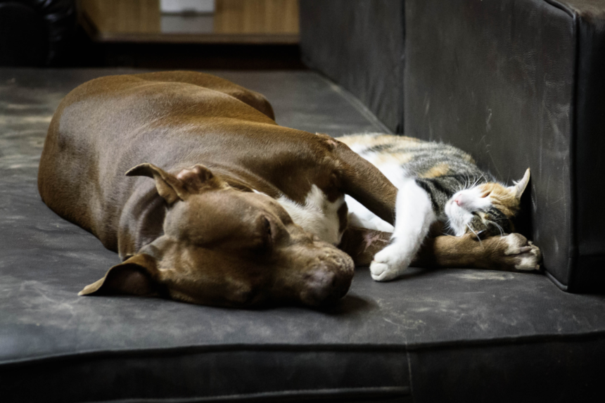 dog and cut lying together