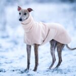 A greyhound wearing a fleece rug stands in the snow. Outdoor photo