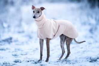 A greyhound wearing a fleece rug stands in the snow. Outdoor photo