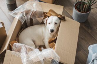 10 Must-Try Tips And Tricks For Moving With Pets – Forbes Home