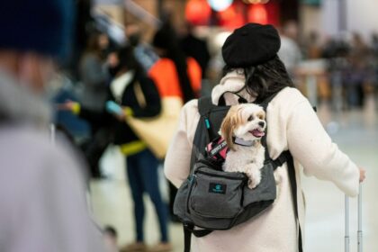 Traveling with pets? Here's how to ensure your trip is stress-free.