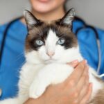 vet holding a cat