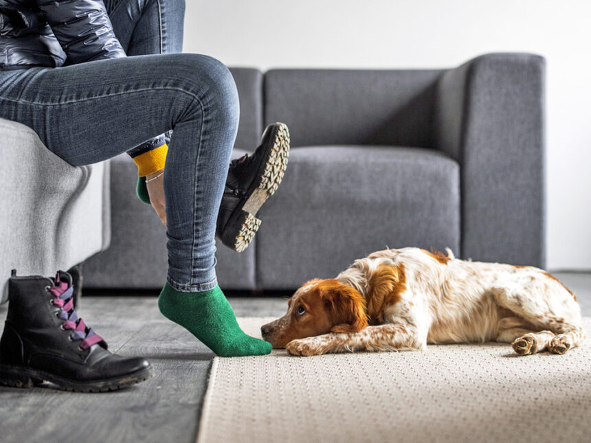 PDQs Are Why Your Dog Gets So Stressed When You’re About to Leave the House · Kinship