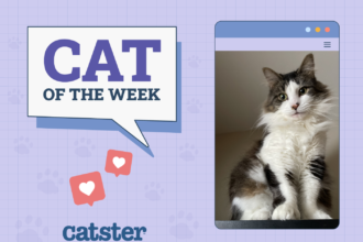 Cat Of The Week Nov 28