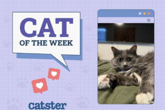 Cat of the Week Dec 4