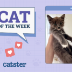 Cats of the Week Winner