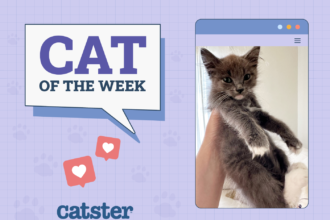 Cats of the Week Winner