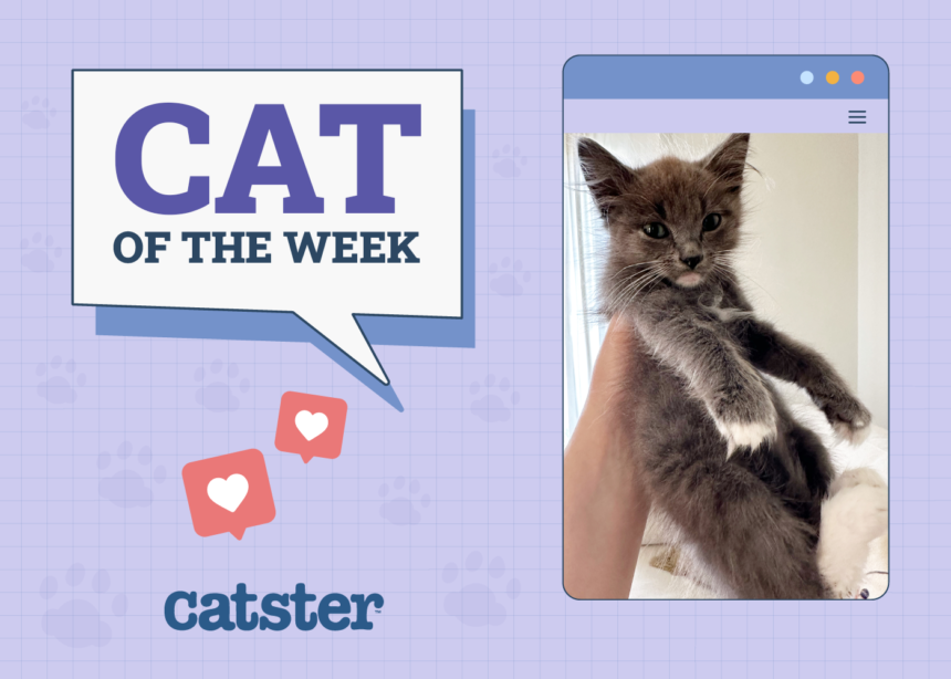 Cats of the Week Winner