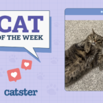 Cats of the Week Winner