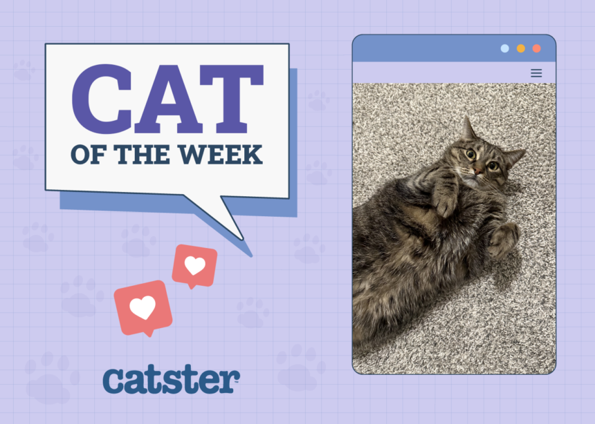 Cats of the Week Winner