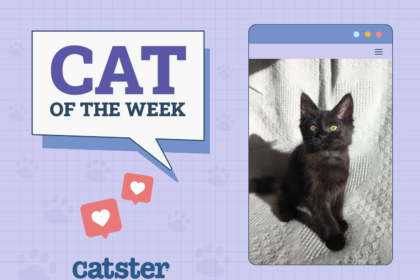 Cats of the Week Winners