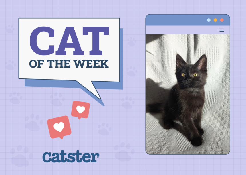 Cats of the Week Winners