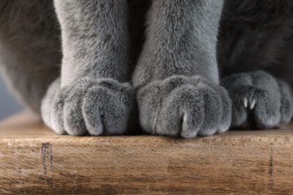 cat paws when sitting on the table