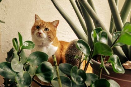 Orange tabby hiding behind several houseplants