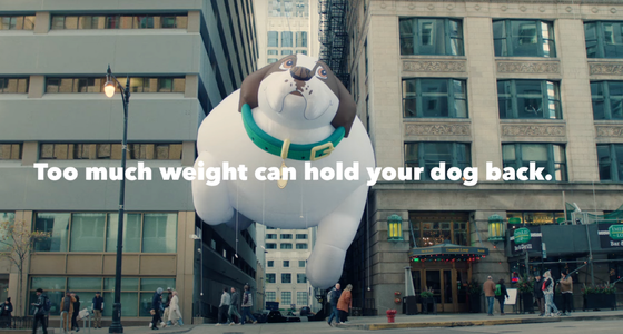 IAMS raises awareness of overweight dogs