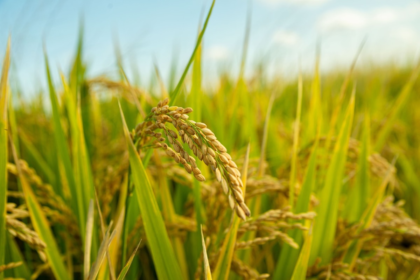 Hill's Pet Nutrition, Riceland partner on sustainably grown rice