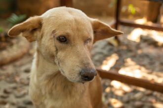 Bait Dog Finds Safety and Love – One Green Planet