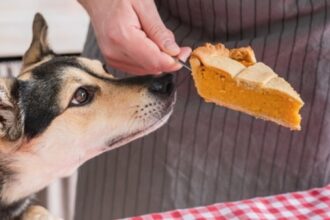 Foods your dog can and can't eat this Thanksgiving holiday