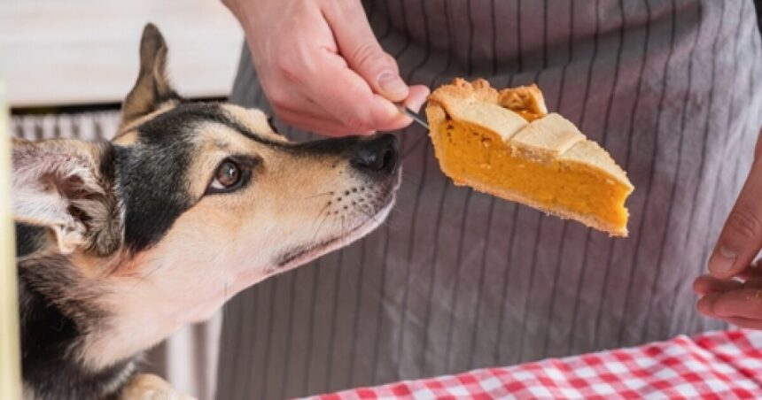 Foods your dog can and can't eat this Thanksgiving holiday