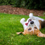 A happy beagle with her tongue hanging to the side rolls upside down in the grass