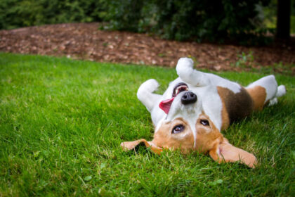 A happy beagle with her tongue hanging to the side rolls upside down in the grass