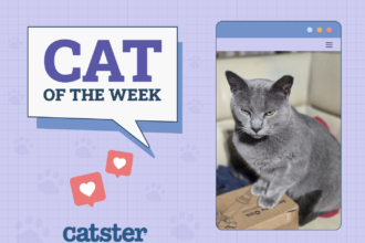 Cat of the week