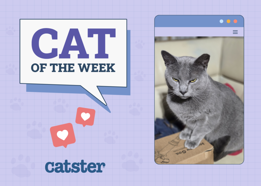 Cat of the week