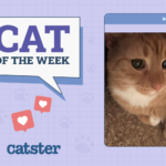 Cat of week