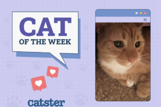 Cat of week