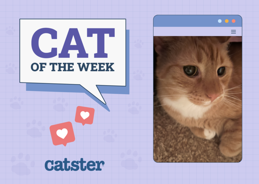 Cat of week
