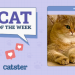 Cats of the Week Winners