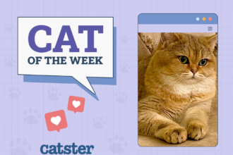 Cats of the Week Winners