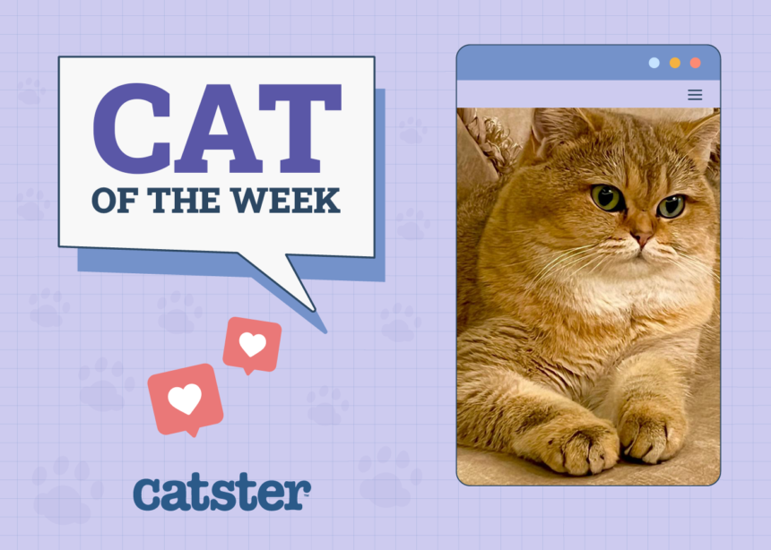 Cats of the Week Winners