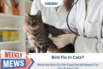 Bird Flu in Cats - Pet Food Recall