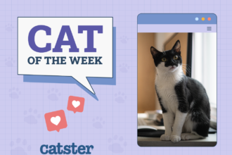 Cat Of The Week