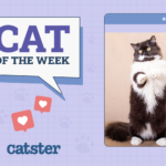 Cat of the week