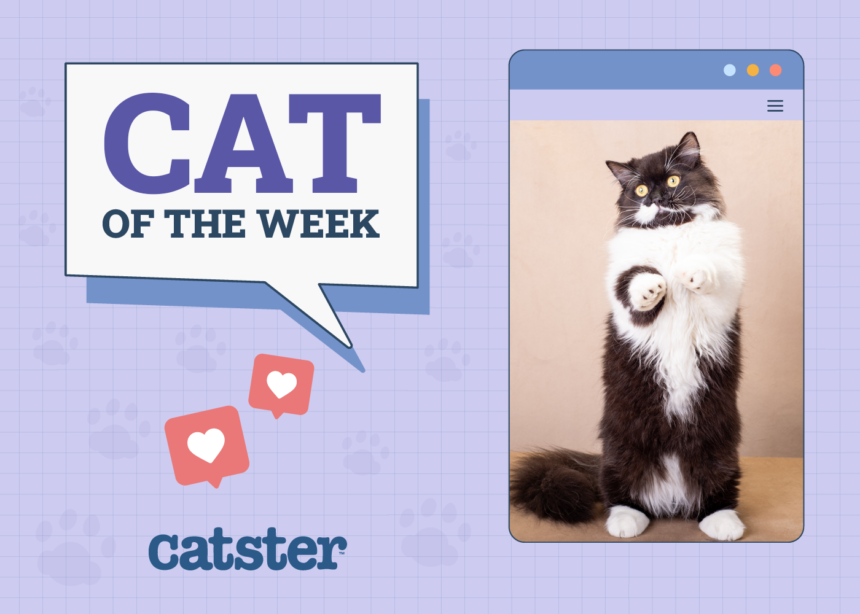 Cat of the week