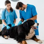 dog and vet