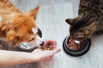Is your pet food safe from bird flu? A vet offers tips