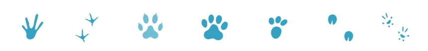 Divider_General_Pet_Paw