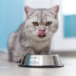 cat licking mouth after eating food from metal bowl